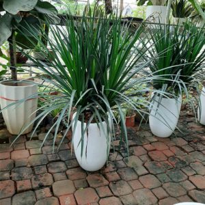 Cây Phát Tài Núi