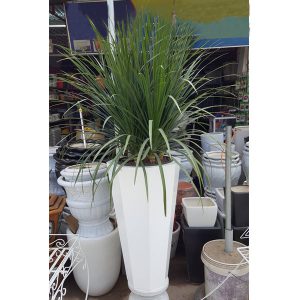 Cây Phát Tài Núi