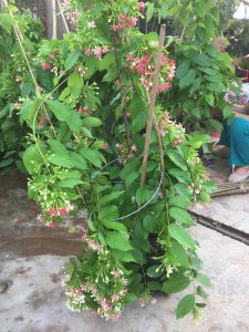 cây hoa Sử Quân Tử