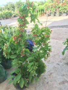 cây hoa Sử Quân Tử