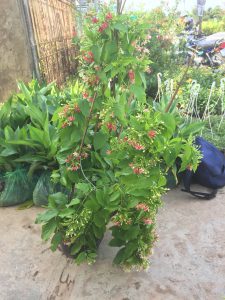 cây hoa Sử Quân Tử