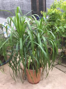 Cây Phát Tài Núi