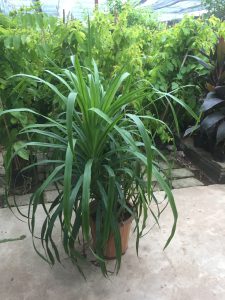 Cây Phát Tài Núi