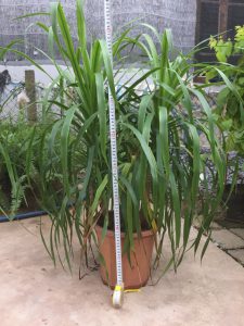 Cây Phát Tài Núi