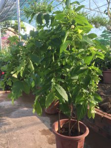 cây hoa Sử Quân Tử