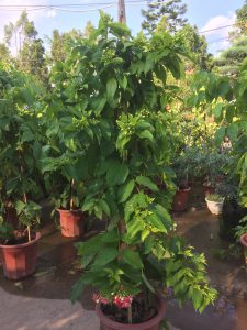 cây hoa Sử Quân Tử