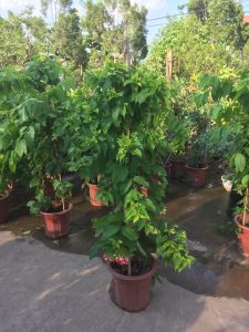 cây hoa Sử Quân Tử