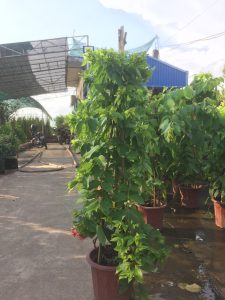 cây hoa Sử Quân Tử