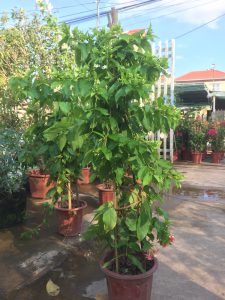 cây hoa Sử Quân Tử