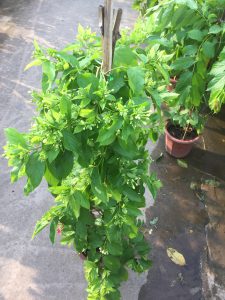 cây hoa Sử Quân Tử