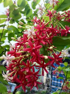 cây hoa Sử Quân Tử