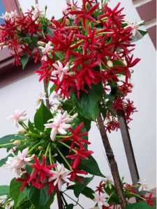 cây hoa Sử Quân Tử