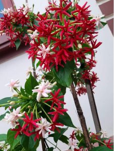 cây hoa Sử Quân Tử