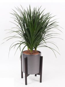 Cây Phát Tài Núi