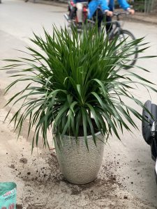 Cây Phát Tài Núi