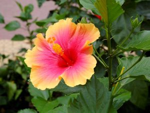 cây hoa dâm bụt thái - dâm bụt lùn