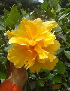 Dâm Bụt Hoa Cánh Kép