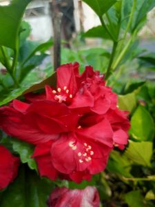 Dâm Bụt Hoa Cánh Kép