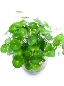 cỏ đồng tiền thủy sinh