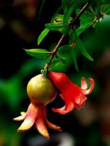 cây Lựu Hoa Đỏ