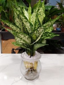 Cây Ngọc Ngân thủy sinh