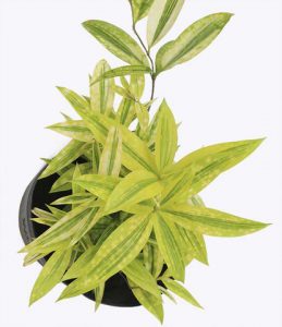 Cây Trúc Nhật Phú Quý - Trúc Nhật Vàng