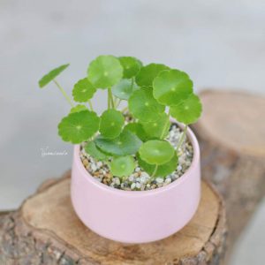 Cỏ Đồng Tiền Giỏ Treo