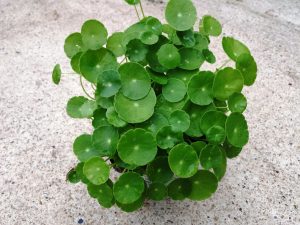 Cỏ đồng tiền - Rau má dù