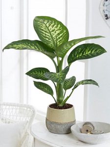 Cây Vạn Niên Thanh