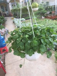 Cỏ Đồng Tiền Giỏ Treo