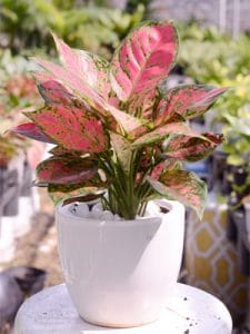 Cây Vạn Lộc - Cây Thiên Phú