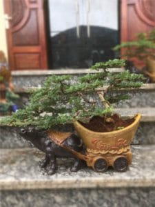 Cây Cần Thăng Bonsai - Con Trâu Vàng đón năm mới Kỷ Sửu