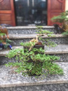 Cây Cần Thăng Bonsai - Hoa rơi hữu ý, nước chảy vô tình.