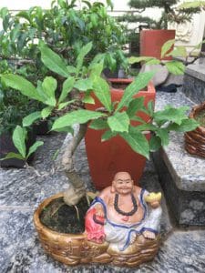 Cây Lộc Vừng Bonsai để bàn