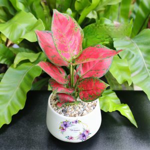 cây vạn lộc lá đỏ - cây thiên phú lá đỏ