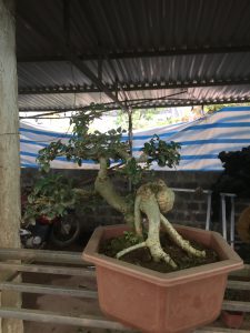 Duối Bonsai