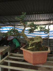 Duối Bonsai
