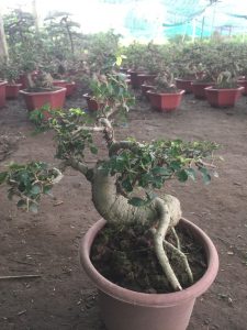 Duối Bonsai