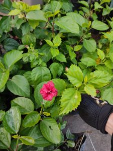 Dâm Bụt Đỏ Hoa Cánh Kép