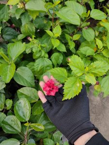 Dâm Bụt Đỏ Hoa Cánh Kép