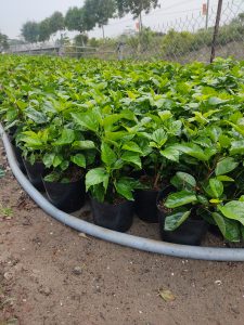 cây hoa dâm bụt thái - dâm bụt lùn