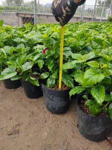 cây hoa dâm bụt thái - dâm bụt lùn