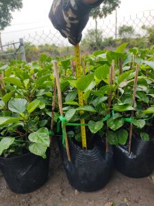 cây hoa dâm bụt thái - dâm bụt lùn