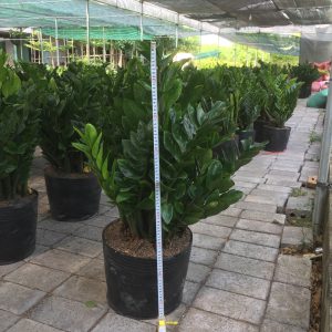 cây kim tiền - kim phát tài