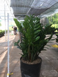 cây kim tiền - kim phát tài