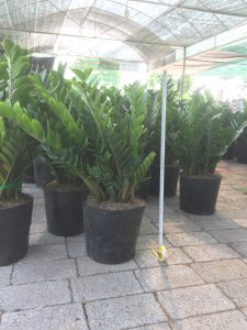 cây kim tiền - kim phát tài