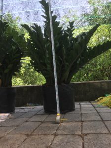 cây kim tiền - kim phát tài