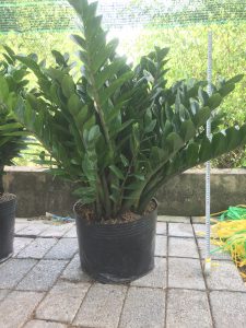 cây kim tiền - kim phát tài