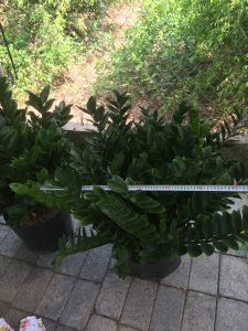 cây kim tiền - kim phát tài