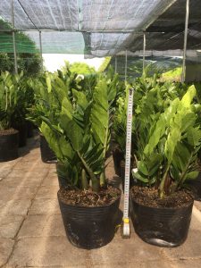 cây kim tiền - kim phát tài